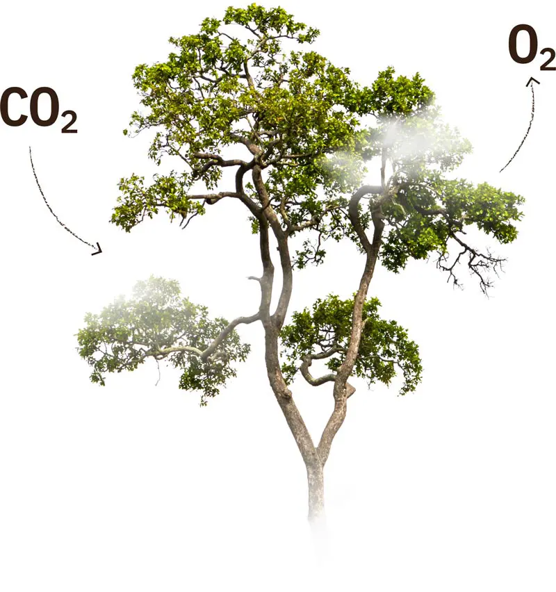 Ciclo del carbonio alberi