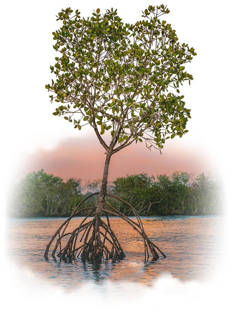 Il ruolo della mangrovia